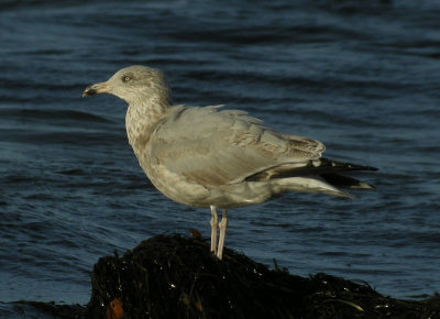 Herring Gull / Grtrut (Larus argentatus)