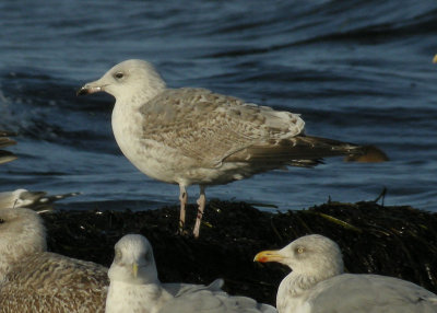 Herring Gull / Gråtrut (Larus argentatus)