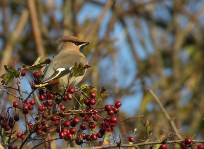 Bohemian Waxwing / Sidensvans (Bombycilla garrulus)