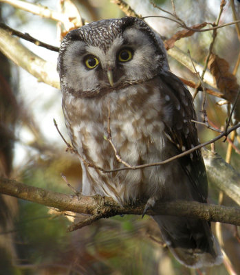 Tengmalm's Owl / Prluggla (Aegolius funereus)