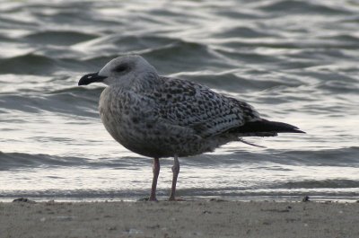 Great Black-backed Gull / Havstrut (Larus marinus)