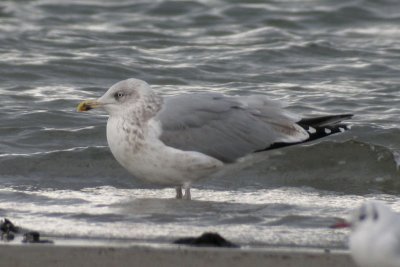 Herring Gull / Grtrut (Larus argentatus)