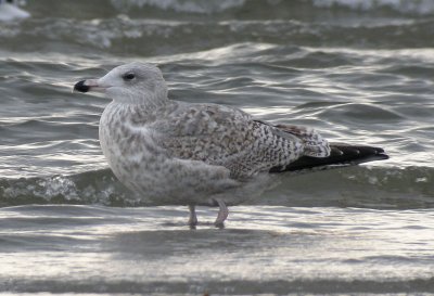 Herring Gull / Gråtrut (Larus argentatus)