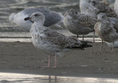 Herring Gull / Gråtrut (Larus argentatus)
