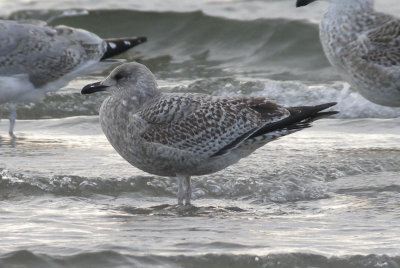 Herring Gull / Gråtrut (Larus argentatus)
