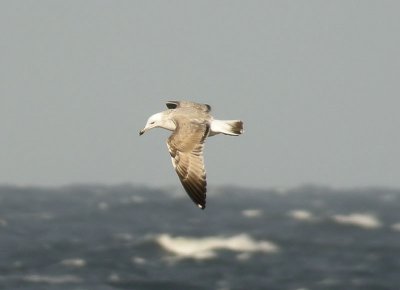 Caspian Gull / Kaspisk trut (Larus cachinnans)