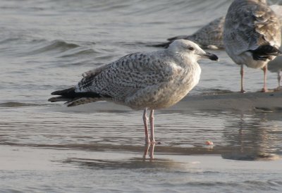 Herring Gull / Gråtrut (Larus argentatus)