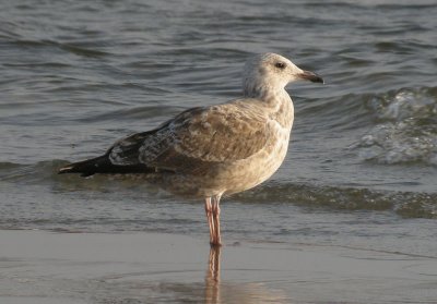 Herring Gull / Gråtrut (Larus argentatus)