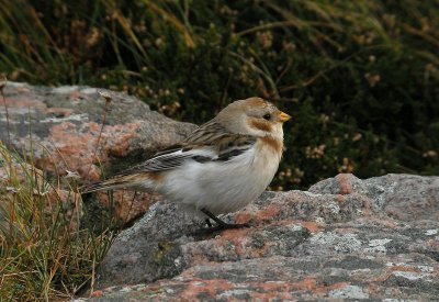 Snow Bunting / Snösparv (Plectrophenax nivalis)