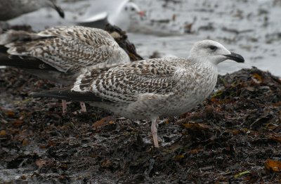 Great Black-backed Gull / Havstrut (Larus marinus)