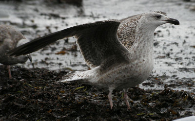Great Black-backed Gull / Havstrut (Larus marinus)