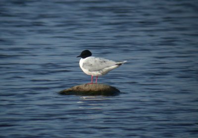 Little Gull / Dvrgms (Larus minutus)