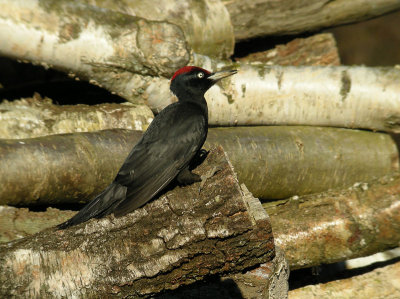 Black Woodpecker / Spillkrka (Dryocopus martius)