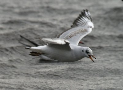 Black-headed Gull / Skrattmås (Chroicocephalus ridibundus)