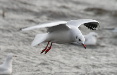 Black-headed Gull / Skrattmås (Chroicocephalus ridibundus)