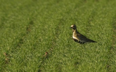 Golden Plover / Ljungpipare (Pluvialis apricaria)
