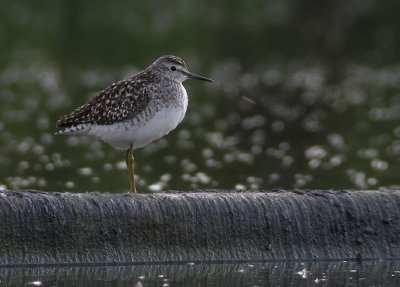 Wood Sandpiper / Grnbena (Tringa glareola)