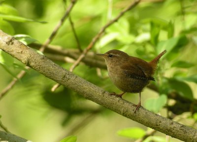Wren / Grdsmyg (Troglodytes troglodytes)