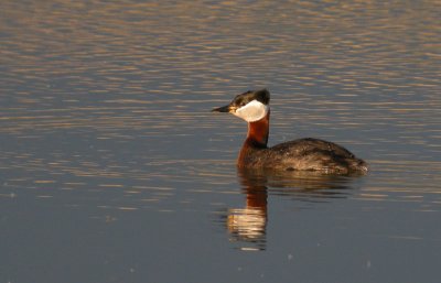 Red-necked Grebe / Grhakedopping (Podiceps grisegena)
