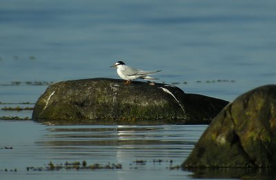Little Tern / Smtrna (Sterna albifrons)