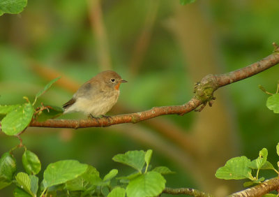 Red-breasted Flycatcher / Mindre flugsnappare	(Ficedula parva)