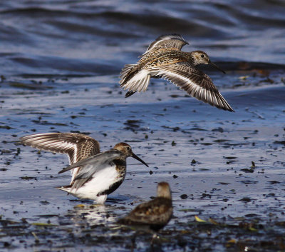 Dunlin / Krrsnppa (Calidris alpina)