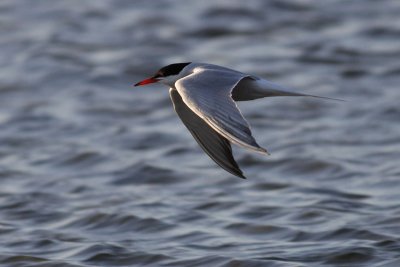 Common Tern / Fisktrna (Sterna hirundo)