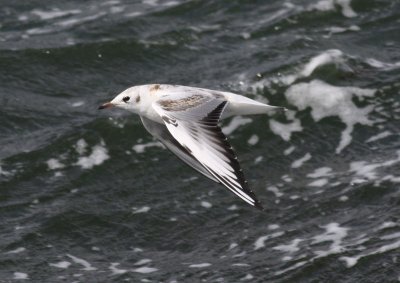 Black-headed Gull / Skrattmås (Chroicocephalus ridibundus)