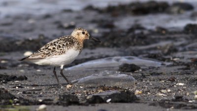 Sanderling / Sandlpare (Calidris alba)