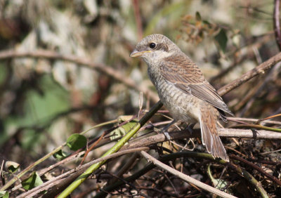 Red-backed Shrike / Trnskata	(Lanius collurio)