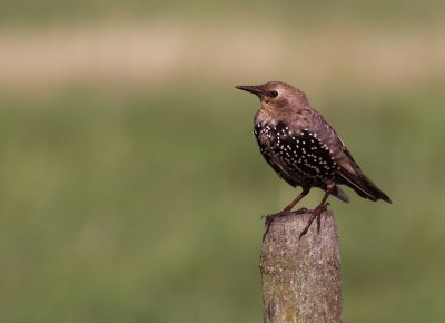 Starling / Stare (Sturnus vulgaris)