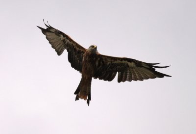 Red Kite / Rd glada (Milvus milvus)