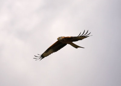 Red Kite / Rd glada (Milvus milvus)
