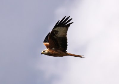 Red Kite / Rd glada (Milvus milvus)