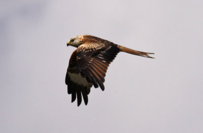 Red Kite / Rd glada (Milvus milvus)