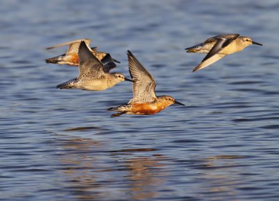 Knot / Kustsnppa (Calidris canutus)