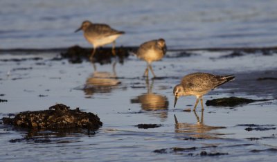 Knot / Kustsnppa (Calidris canutus)