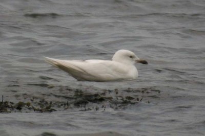 Herring Gull / Gråtrut (Larus argentatus)