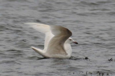 Herring Gull / Gråtrut (Larus argentatus)
