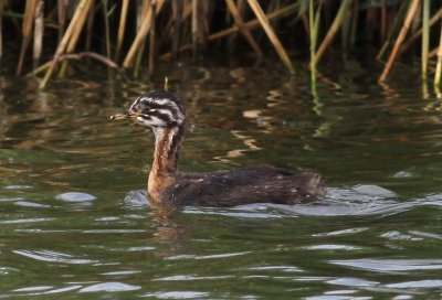 Red-necked Grebe / Grhakedopping (Podiceps grisegena)