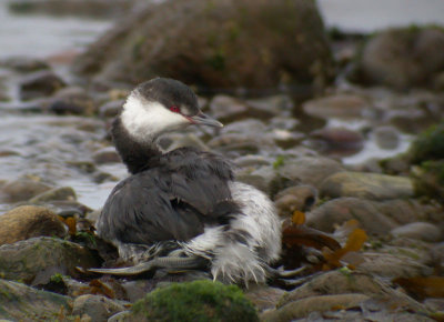 Slavonian Grebe / Svarthakedopping (Podiceps auritus)