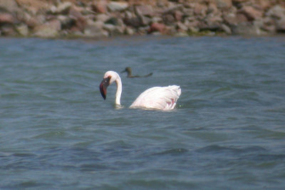 Lesser Flamingo / Mindre flamingo (Phoenicopterus minor)