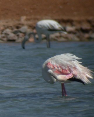 Phoenicopteriformes