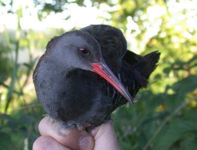 Water Rail / Vattenrall (Rallus aquaticus)