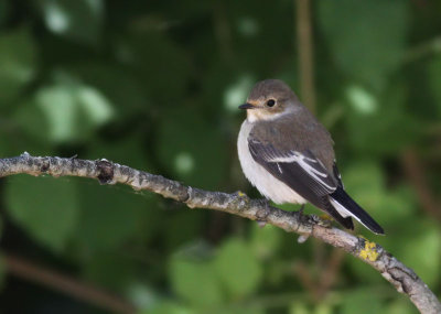 Pied Flycatcher / Svartvit flugsnappare (Ficedula hypoleuca)