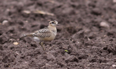 Dotterel / Fjllpipare (Charadrius morinellus)