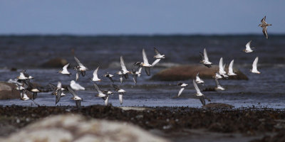 Sandpipers / Vadare