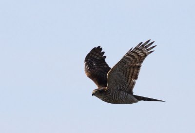 Sparrowhawk / Sparvhk (Accipiter nisus)