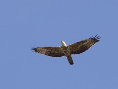 Honey Buzzard / Bivrk	(Pernis apivorus)