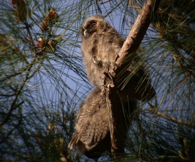 Long-eared Owl / Hornuggla (Asio otus)